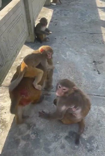 Nature of Monkey Zoo - How Monkey Lives as Groups