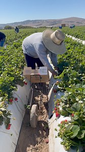 El compa javi serrano #viralreelsシfresas🍓🍓🤝🤝🫡 | Fresas 805 santa maria