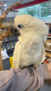 Hand-fed baby Umbrella Cockatoo looking for a forever flock! ☂️💕 Ready to fill your home with love, laughter, and the occasional happy scream 🥹🎶 This hand-fed sweetheart isn’t just a pretty face — Umbrella Cockatoos are one of the most affectionate and intelligent parrot species out there. They LOVE being part of the family and will follow you around like a fluffy toddler with wings! ❤️ 🌟 Species Specific Facts 🌟 🧠 Highly intelligent – They can learn words, tricks, and even problem-solving