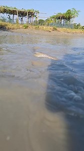 কি মাছ এটা এত বড় 🤔🐟😲 #rails #fishing #fishworld #fish #everyone #fishingtrip #fishinglife #fishingaddict #fishingislife #fishingdaily | Unity Farm