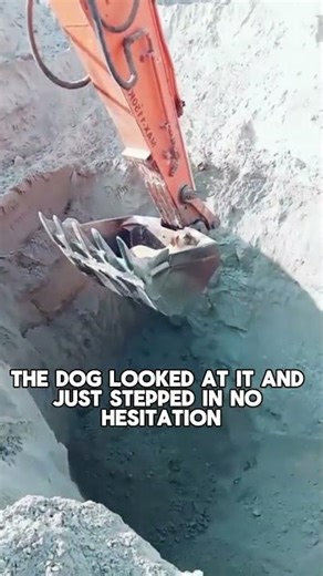 They helped the dog in the mud 😳