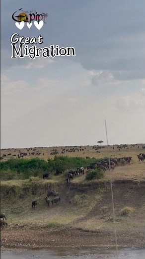 When Is the Best Time to See the Great Migration? | Kenya Safari Guide