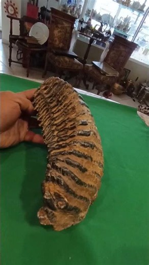 Интересный лот на аукционе мешок https://meshok.net/item/363262677