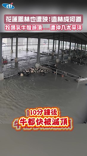 花蓮鳳林也遭殃！造林成河道 牧場乳牛慘滅頂...遭沖入太平洋 #花蓮 #鳳林 #造林 #小河 #牧場 #乳牛 #滅頂 #牛 #淹水 #馬太鞍 #堰塞湖 #溢流 #台灣