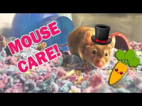 MOUSE CARE 101 EVERYTHING YOU NEED TO KNOW!