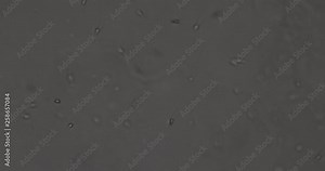 Biosphäre im Micro Universum