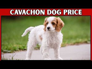 Price of Cavachon Dog | How Much Does a Cavachon Dog Cost?
