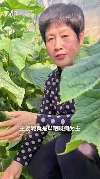 How to Cure Diseased Cucumbers Instantly: Quick & Effective Tips