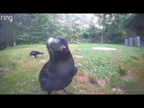 Crow Pecking the Camera | Backyard Wildlife Cam’s Angriest Customer