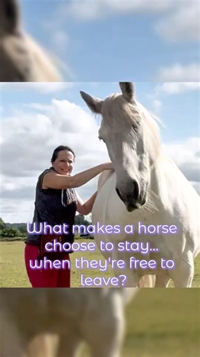 What Makes a Horse Choose to Stay… When They’re Free to Leave? 🐴💜 #horsewelfare #horseconnection
