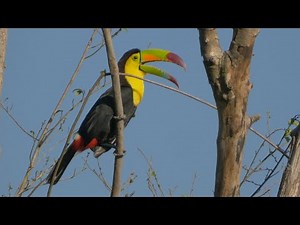 Keel-billed Toucan and its Call