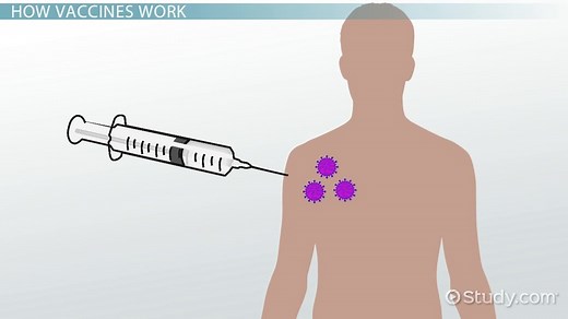 What is a Vaccine? - Definition, Function & Examples