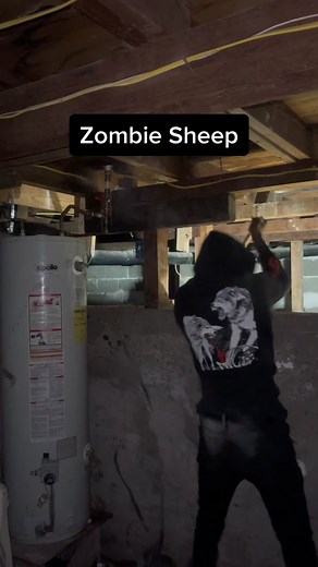 Zombie Sheep: Unexplained Phenomenon in Mongolia