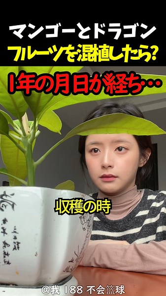 マンゴーとドラゴンフルーツを混植したら？