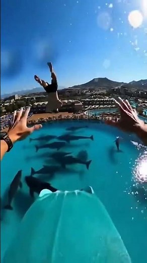 Waterslide into pool full of giant fish #funny #memes