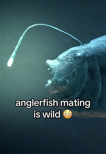 Anglerfish mating is… really something else (📺: The Nature of Things 101 “Deep-Sea Anglerfish: Survival of the Weirdest” streaming on CBC Gem) #science #animals #weird