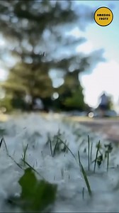 Did you know this about cottonwood fluff #explore #explorepage #viral #education #knowledge #research | Amazing Facts
