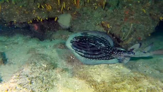 漂亮的艾氏華麗電鰩Electrolux addisoni