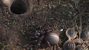 African Trapdoor Spiders Are the Masters of Spooky Surprises