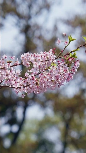2026/04/06 #緑ヶ丘霊園 #桜 #LUMIX #S1RII #BRAW #Cinematic #8K動画 #sakura #zoom #桜吹雪 #kawasaki #川崎市 #travel