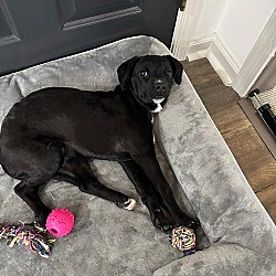 Media, PA - Puggle. Meet Foxy a Pet for Adoption - AdoptaPet.com