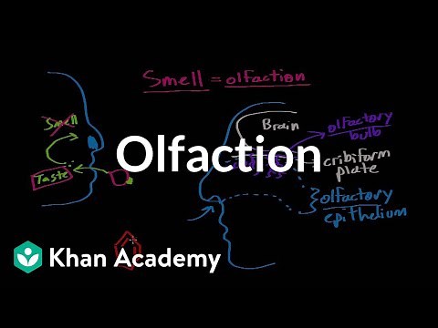 Olfaction - structure and function | Processing the Environment | MCAT | Khan Academy