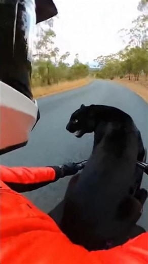 A Leopard Riding a Bicycle?! 😳 Unbelievable High-Speed Downhill POV | Ultra Realistic 4K #shorts