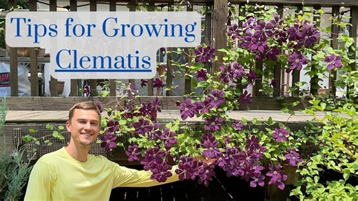 Clematis tips: How to grow lots of flowers, complete tutorial