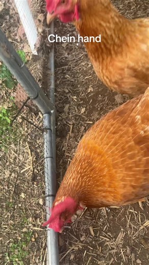 #roblox #jugg #juggtok #gurt #foryou #fyp #chicken #fy #slang #