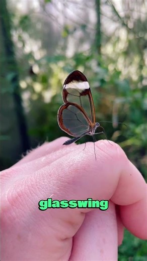 The most beautiful butterflies on Earth 🦋 #butterfly #nature #naturelovers