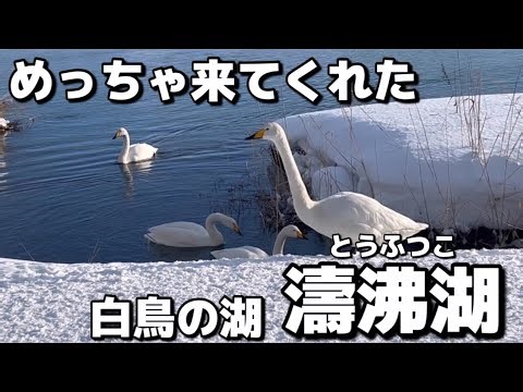 【北海道網走市】白鳥の湖『濤沸湖』🦢✨