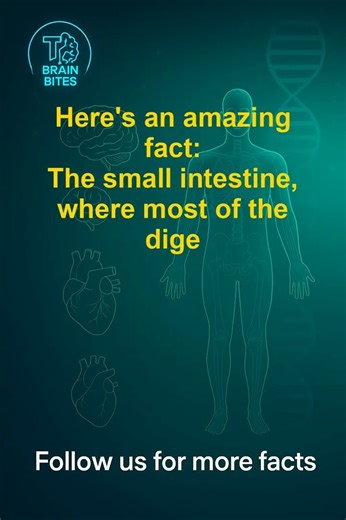 Human Body Facts - The small intestine, where most of the digestion a...
