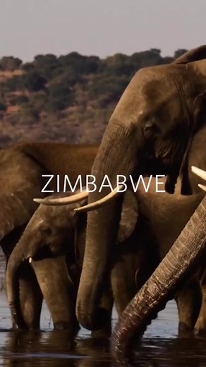 Who wouldn't want the chance to experience what Zimbabwe's wildlife has to offer. Video credit : @africaadventureconsultants Whatsapp us on 263783682334 for all your Holiday Travels and more. Remember that you can pay in flexible installments on all our bookings throughout the year. | ZimAdventures