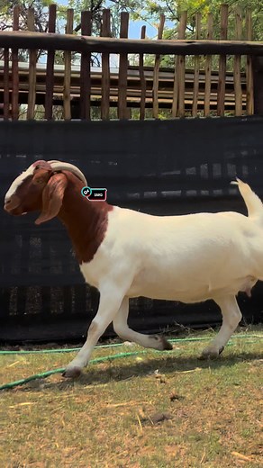 No we have to share the Mom!! #goat🐐 #boerbok #farming #boergoats #boergoat #showgoats #goatsoftiktok #GOAT #goats #goatfarm #mother