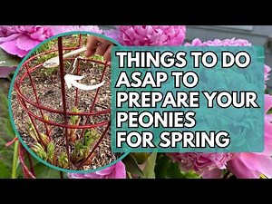 How to Prepare Peonies for Spring | Peony Flower | Fertilize Peonies | Peony Flower Tutorial