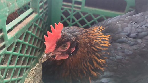 3.1K views · 64 reactions | Black Copper Marans. Hatching eggs available and chicks for order. | Cajun Creek Farm | Facebook