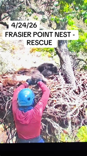❤️RESCUE OF EAGLET - FRASIER POINT ❤️#fyp #eagle #rescue #trending | frasier point eagle