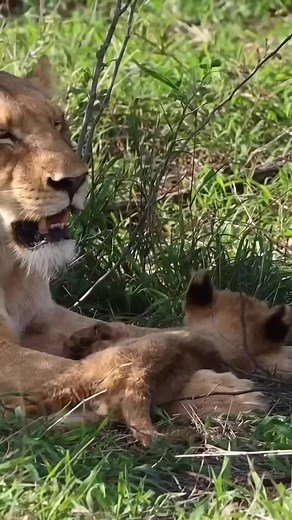 570K views · 15K reactions | When Big Bro Says: ‘Move Over, It’s My Turn!’  “When Big Bro Says: ‘Move Over, It’s My Turn!’ ” Short Caption: Mom time = fight time! 女 One wants cuddles, the other wants the spot!  #LionCubs #WildlifeReel #FunnyAnimals #CuteAnimals #WildlifeLovers #ViralReel #safari #wildlife #animals #shorts #fblifestyle #nature | Fyado fun | Facebook