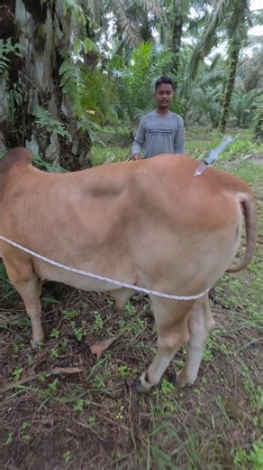Antipyretic injection for a male bovine with three-day fever. #cow #animals #shorts
