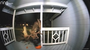 A huge bull moose was caught on a doorbell camera eating a pumpkin off an Alaskan woman's porch. Natalie Levy submitted the video to Alaska's News Source, saying, "The post-Halloween porch clean-up fairy paid us a morning visit." | Alaska's News Source