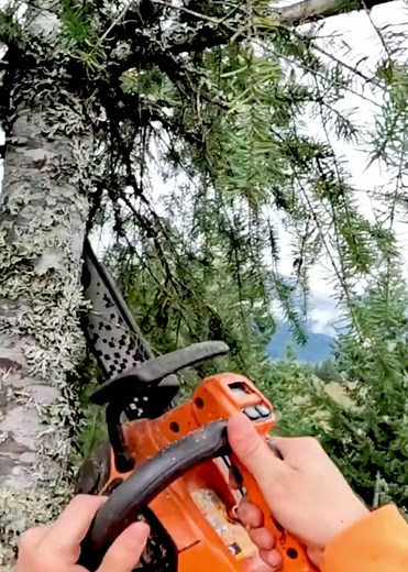#treework #cutting #tree