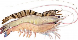 What are the different types of prawns in Australia? [2025] | QAQooking.wiki