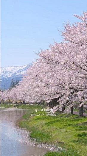 【CNN's Top 5 Flower Spots in the World】Japan Cherry Blossom Spot: Takada Castle Ruins Park