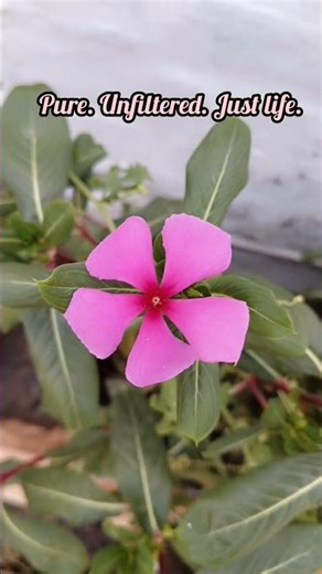 Day 28/100 days of happiness challenge ♥️ #shortsfeed #ytviral #ytshorts #ytshortsindia