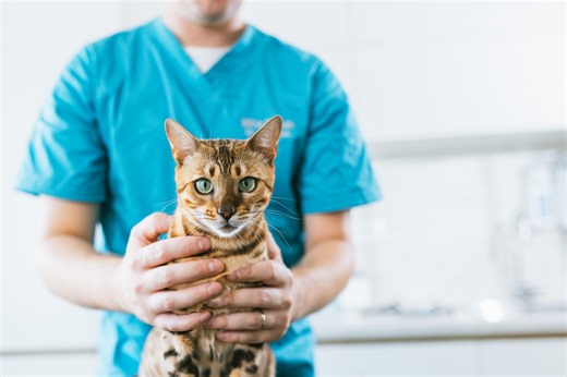 Why Diet Is So Important In Cats With Chronic Kidney Disease