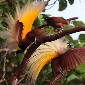 Video by @TimLaman. The choreography of the Greater Bird-of-Paradise courtship dance consists of several distinct parts. Here you see the “flower pose” component, a pause in the action when the female can come up from behind and inspect the male, to choose her mate very carefully. Stay tuned here @TimLaman for Birds-of-Paradise shots and videos, including the behind the scenes of how I shot this. #birdsofparadise are the global ambassadors for conservation of the forests of Papua. Filmed in the 