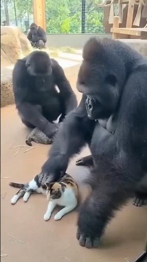 Gorillas Can Learn Sign Language