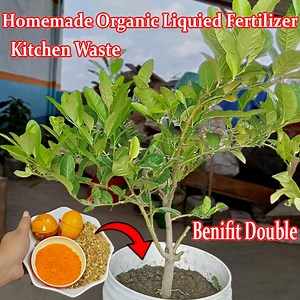 How to make compost with egg shell || Ancient compost make style and idea | Rana Craft