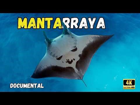 Ave del Océano; El Mundo Secreto de las MANTARRAYAS 🐋 | Documental Increíble en Español