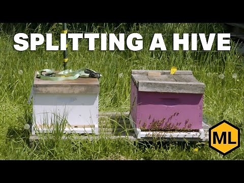 How to successfully split a hive!